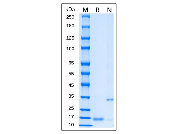 Recombinant MPXV A35R Protein,Recombinant MPXV A35R Protein