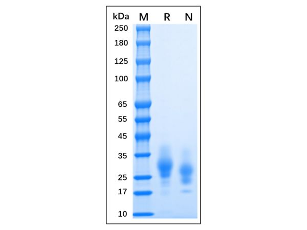 Recombinant MPXV A30L Protein,Recombinant MPXV A30L Protein