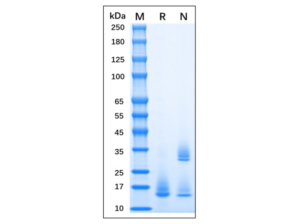 Recombinant MPXV A35R Protein,Recombinant MPXV A35R Protein