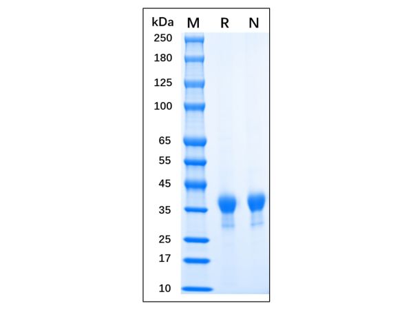 Recombinant MPXV H3L Protein,Recombinant MPXV H3L Protein