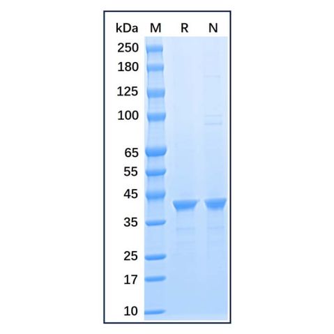 Recombinant Human GAPDH Protein,Recombinant Human GAPDH Protein