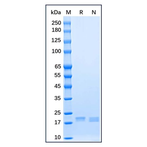 Recombinant Human Sonic Hedgehog Protein,Recombinant Human Sonic Hedgehog Protein