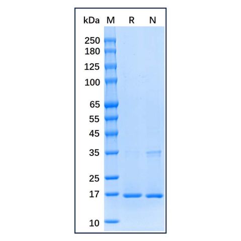 Recombinant Human Histone H3 Protein,Recombinant Human Histone H3 Protein