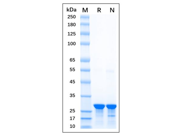 Recombinant GFP Protein,Recombinant GFP Protein