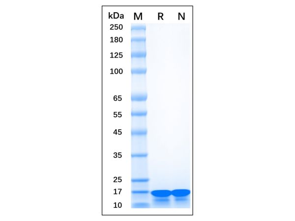 Recombinant Human AIF-1/Iba1 Protein,Recombinant Human AIF-1/Iba1 Protein