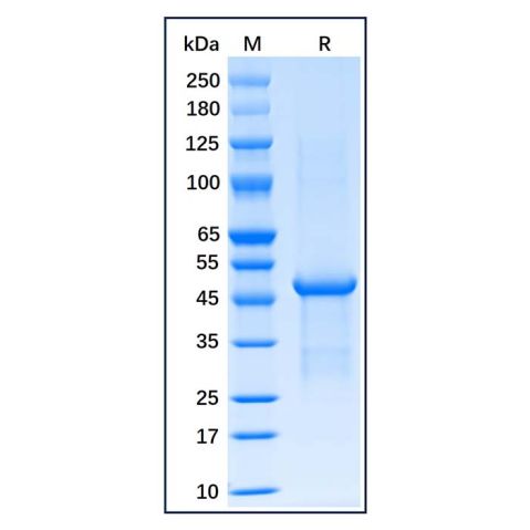 Recombinant Human FOXP3 Protein,Recombinant Human FOXP3 Protein