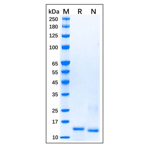 Recombinant Human Smad3 Protein,Recombinant Human Smad3 Protein