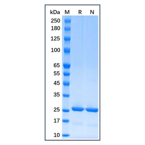 Recombinant Human Bcl-2 Protein,Recombinant Human Bcl-2 Protein