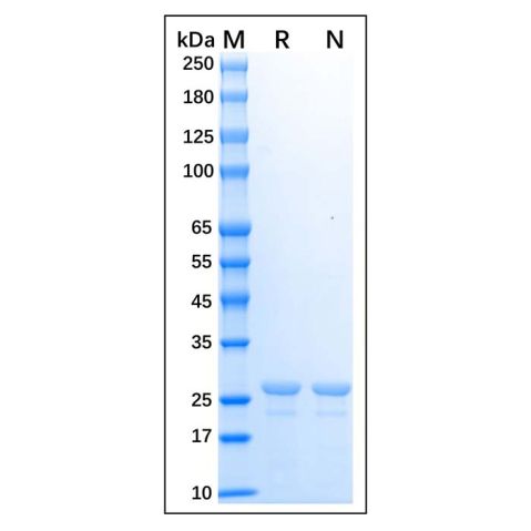 Recombinant Human HLA-DRA Protein,Recombinant Human HLA-DRA Protein