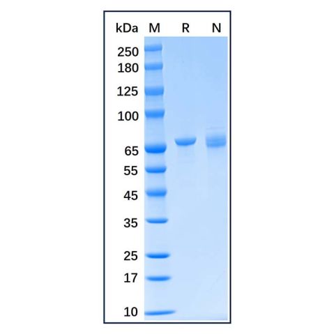 Recombinant Human Grp75/MOT Protein,Recombinant Human Grp75/MOT Protein