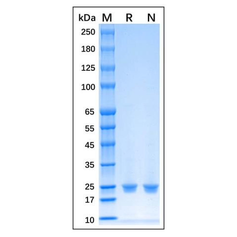 Recombinant Human HRV 3C Protein,Recombinant Human HRV 3C Protein
