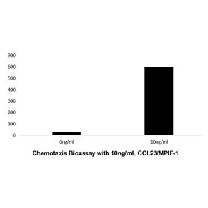 Recombinant Human CCL23/MPIF-1 Protein,Recombinant Human CCL23/MPIF-1 Protein