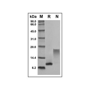 Recombinant Human CCL23/MPIF-1 Protein,Recombinant Human CCL23/MPIF-1 Protein