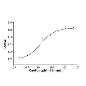 Recombinant Human Cardiotrophin-1 Protein,Recombinant Human Cardiotrophin-1 Protein