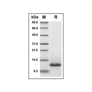 Recombinant Human CCL11/Eotaxin Protein,Recombinant Human CCL11/Eotaxin Protein