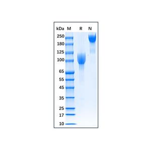 Recombinant Human FGFR2 Protein,Recombinant Human FGFR2 Protein