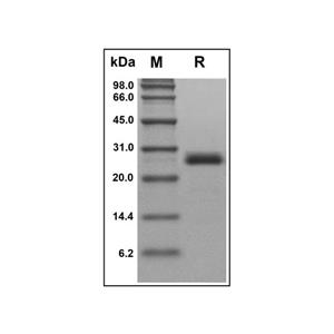 Recombinant Human GDF6 Protein,Recombinant Human GDF6 Protein