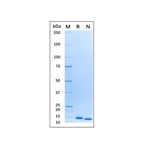 Recombinant Human GM-CSF Protein,Recombinant Human GM-CSF Protein