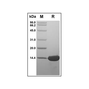 Recombinant Human HBEGF/DTR Protein,Recombinant Human HBEGF/DTR Protein