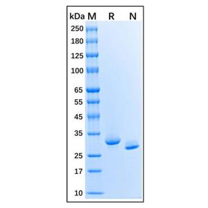 Recombinant Human IGFBP-1 Protein,Recombinant Human IGFBP-1 Protein