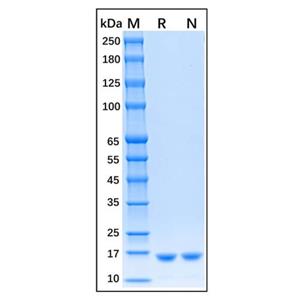 Recombinant Human IL-1 beta Protein,Recombinant Human IL-1 beta Protein