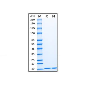 Recombinant Human IL-13 Protein,Recombinant Human IL-13 Protein