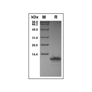 Recombinant Human CCL8/MCP-2 Protein,Recombinant Human CCL8/MCP-2 Protein