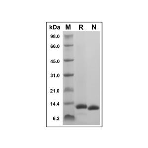 Recombinant Human Melanoma Inhibitory Activity Protein,Recombinant Human Melanoma Inhibitory Activity Protein