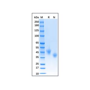 Recombinant Human Nectin-2/CD112 Protein,Recombinant Human Nectin-2/CD112 Protein