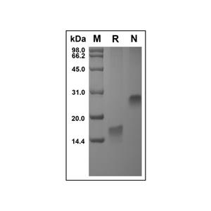 Recombinant Human Trefoil Factor 3 Protein,Recombinant Human Trefoil Factor 3 Protein