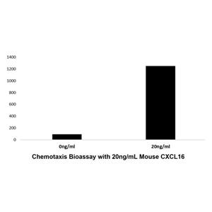 Recombinant Mouse CXCL16 Protein,Recombinant Mouse CXCL16 Protein