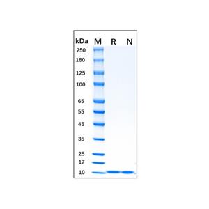 Recombinant Mouse IL-13 Protein,Recombinant Mouse IL-13 Protein