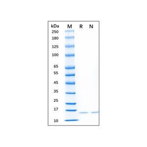 Recombinant Mouse IL-36 alpha/IL-1F6 Protein,Recombinant Mouse IL-36 alpha/IL-1F6 Protein