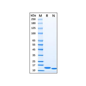 Recombinant mouse IL-7 protein,Recombinant mouse IL-7 protein