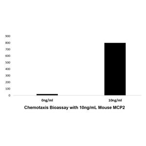 Recombinant Mouse MCP2 Protein,Recombinant Mouse MCP2 Protein