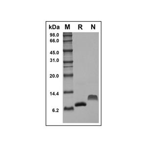 Recombinant Mouse MCP2 Protein,Recombinant Mouse MCP2 Protein