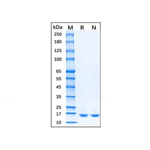 Recombinant Rat TNF-alpha Protein,Recombinant Rat TNF-alpha Protein