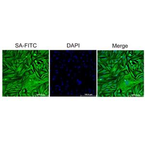 Streptavidin protein (FITC),Streptavidin protein (FITC)