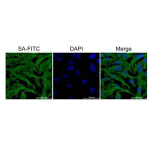 Streptavidin protein (FITC),Streptavidin protein (FITC)