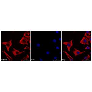 aladdin 阿拉丁 Ab156256 Goat Anti-Mouse IgG H&L (TRITC) Secondary Antibody; Goat Anti-Mouse IgG H&L (TRITC); IF, Flow