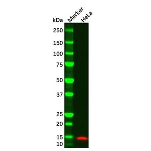 Histone H4 Mouse mAb,Histone H4 Mouse mAb