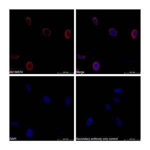 Histone H4 Mouse mAb,Histone H4 Mouse mAb