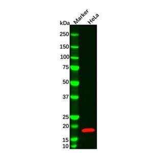 Cofilin Mouse mAb,Cofilin Mouse mAb