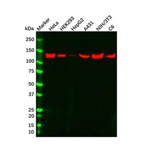 Vinculin Mouse mAb,Vinculin Mouse mAb