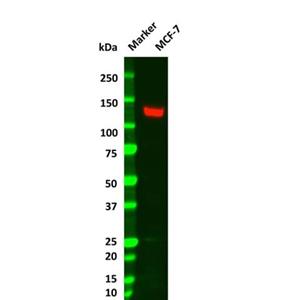 Vinculin Mouse mAb,Vinculin Mouse mAb