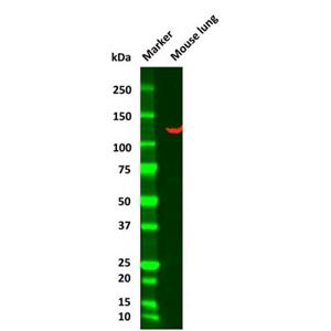 Vinculin Mouse mAb,Vinculin Mouse mAb