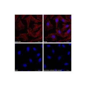 Goat Anti-Rabbit IgG H&L (Biotin),Goat Anti-Rabbit IgG H&L (Biotin)