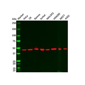 Goat Anti-Rabbit IgG H&L (HRP),Goat Anti-Rabbit IgG H&L (HRP)