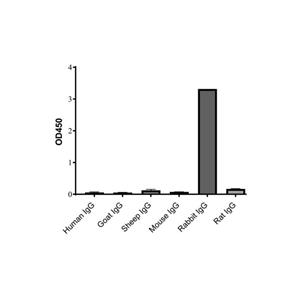 Goat Anti-Rabbit IgG H&L (HRP),Goat Anti-Rabbit IgG H&L (HRP)