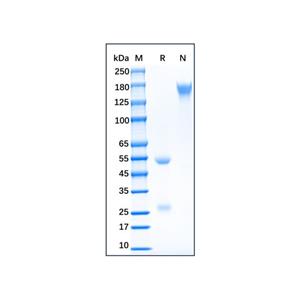 Goat Anti-Chicken IgY H&L Antibody,Goat Anti-Chicken IgY H&L Antibody